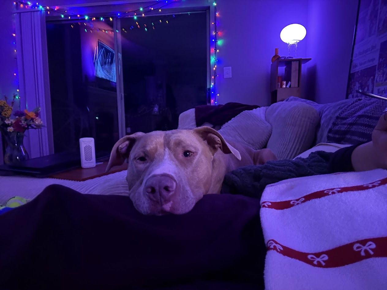 Milo *foster home needed*