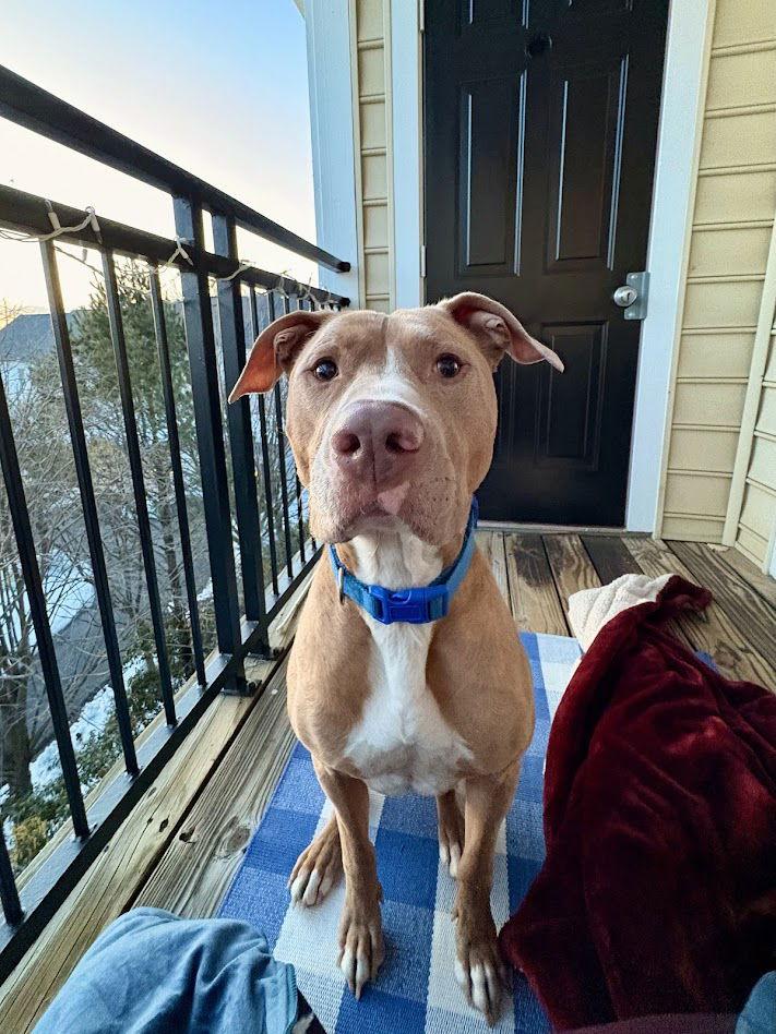 Milo *foster home needed* — thumbnail 2