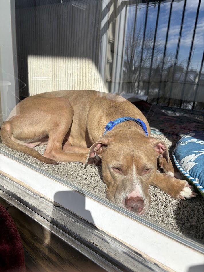 Milo *foster home needed* — thumbnail 3