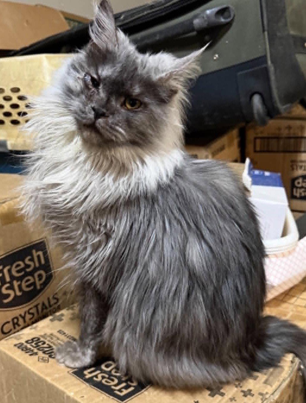 Rosie PB, Adopted, Young Female Maine Coon.