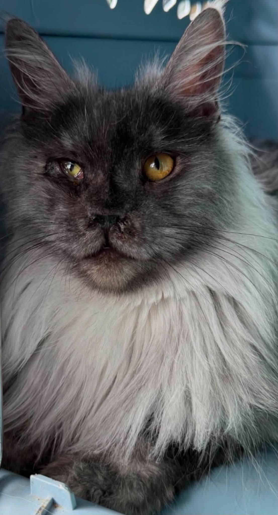 Rosie PB, a Adopted Maine Coon in Absecon, NJ image 2/2