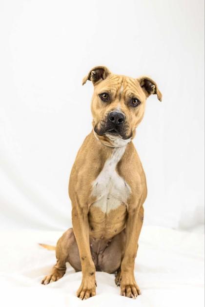 Enlarge Amber, a Adoptable mixed breed in Wantagh, NY image 1/3