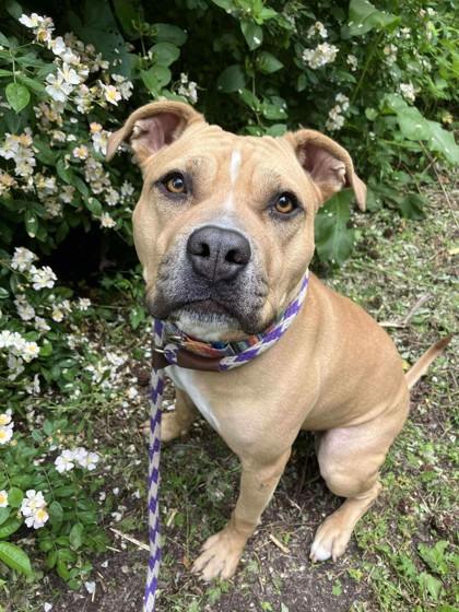 Enlarge Amber, a Adoptable mixed breed in Wantagh, NY image 1/3