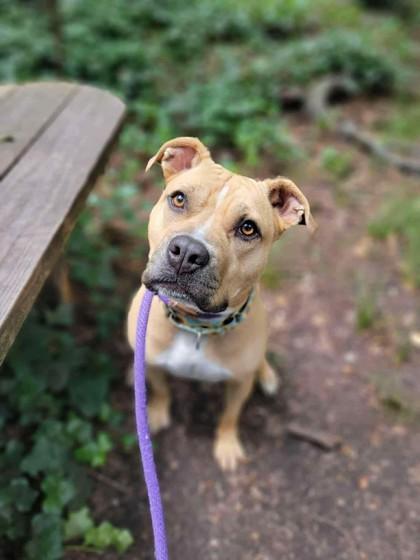 Enlarge Amber, a Adoptable mixed breed in Wantagh, NY image 3/3