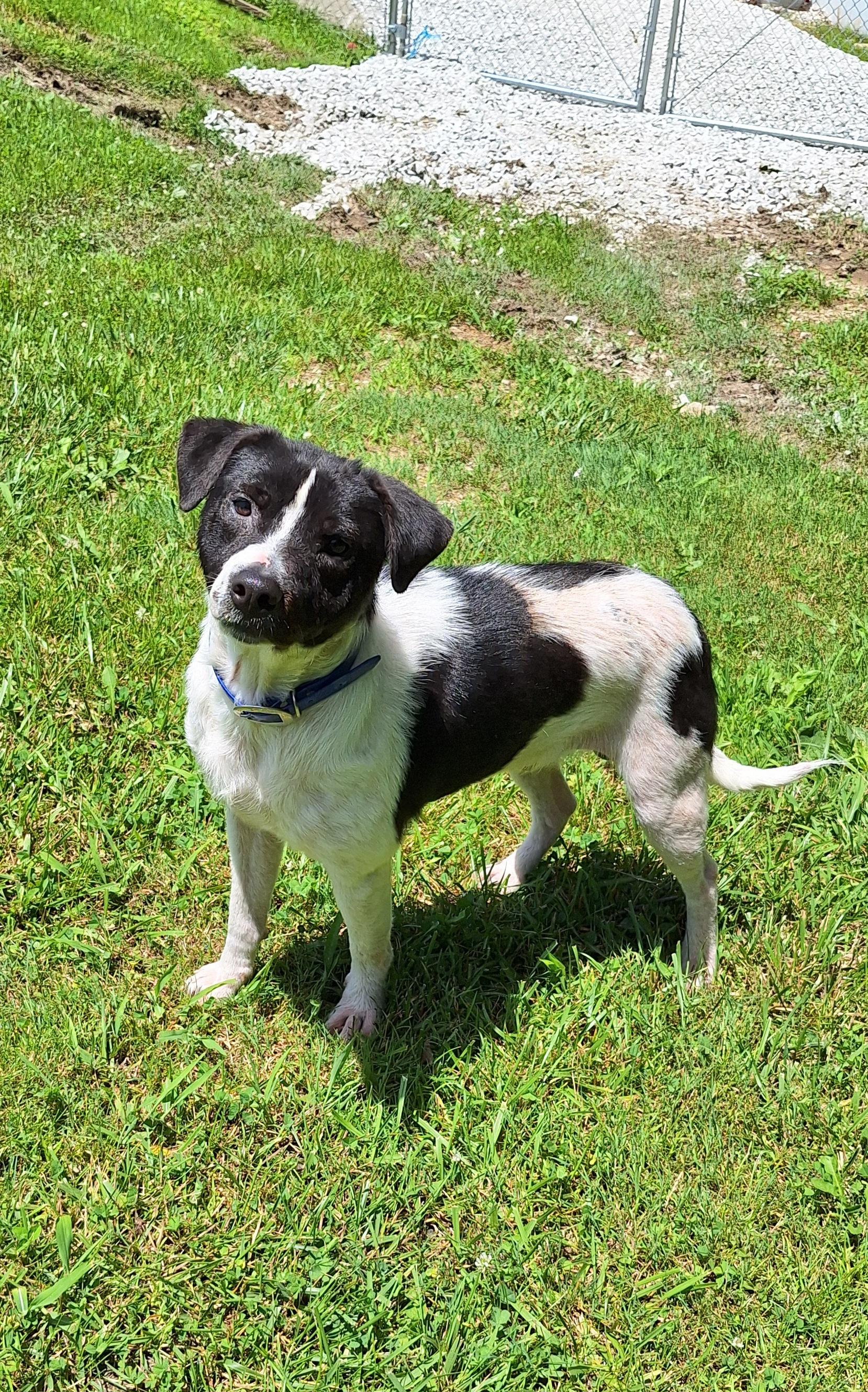 Melvin, a ADOPTABLE Mixed Breed in Stanton, KY image 6/6