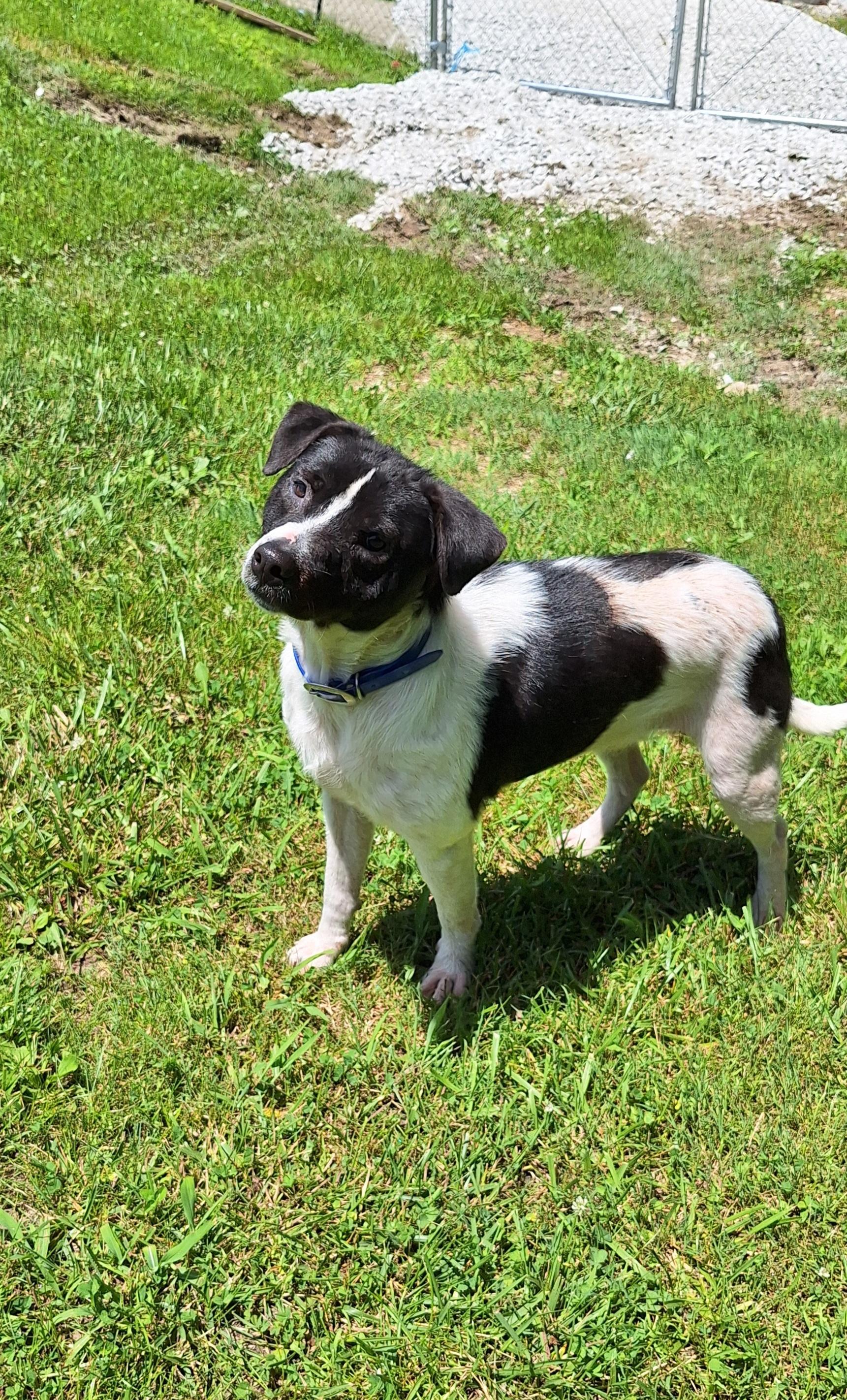 Melvin, a ADOPTABLE Mixed Breed in Stanton, KY image 5/6