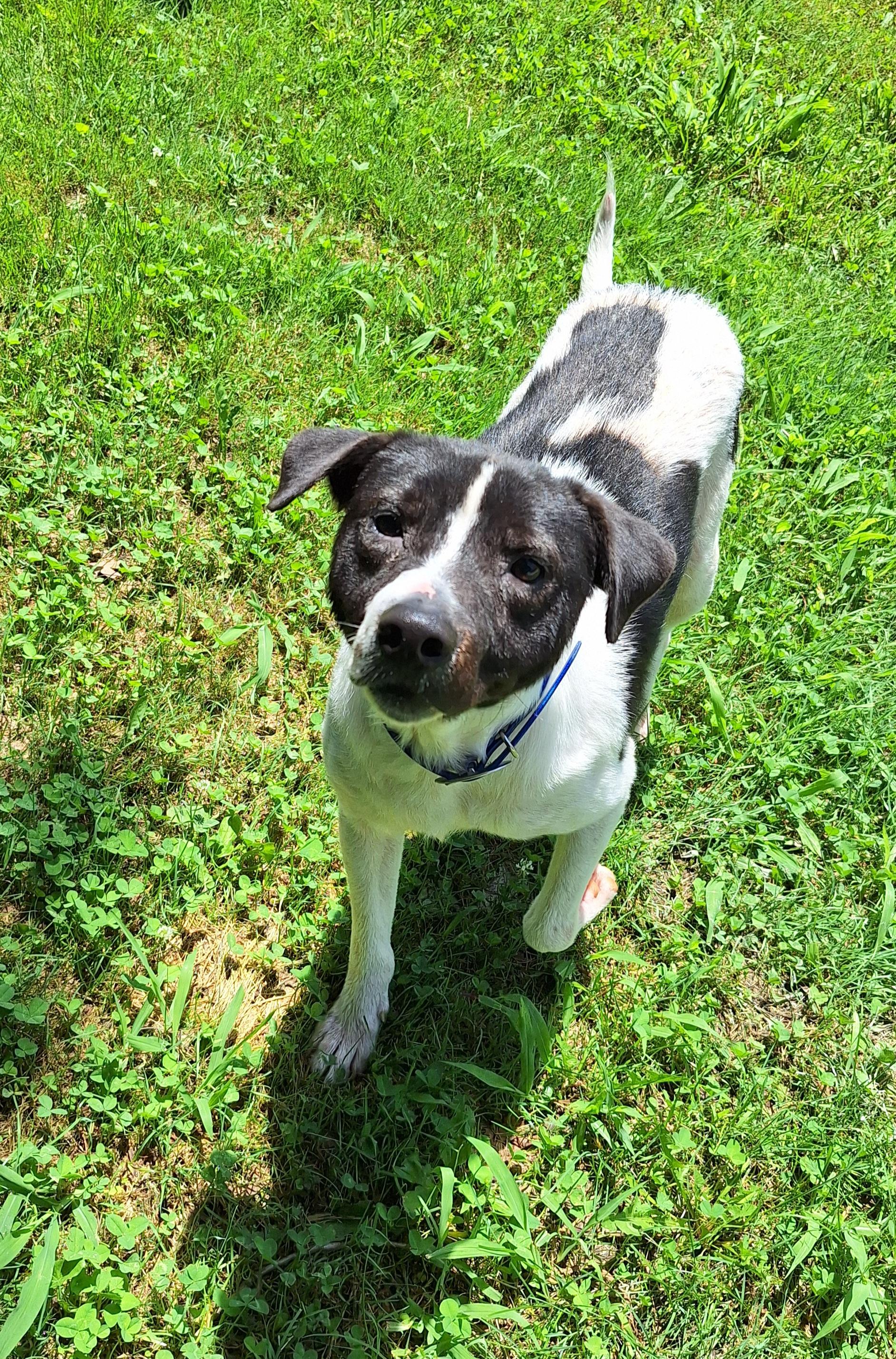 Melvin, a ADOPTABLE Mixed Breed in Stanton, KY image 3/6