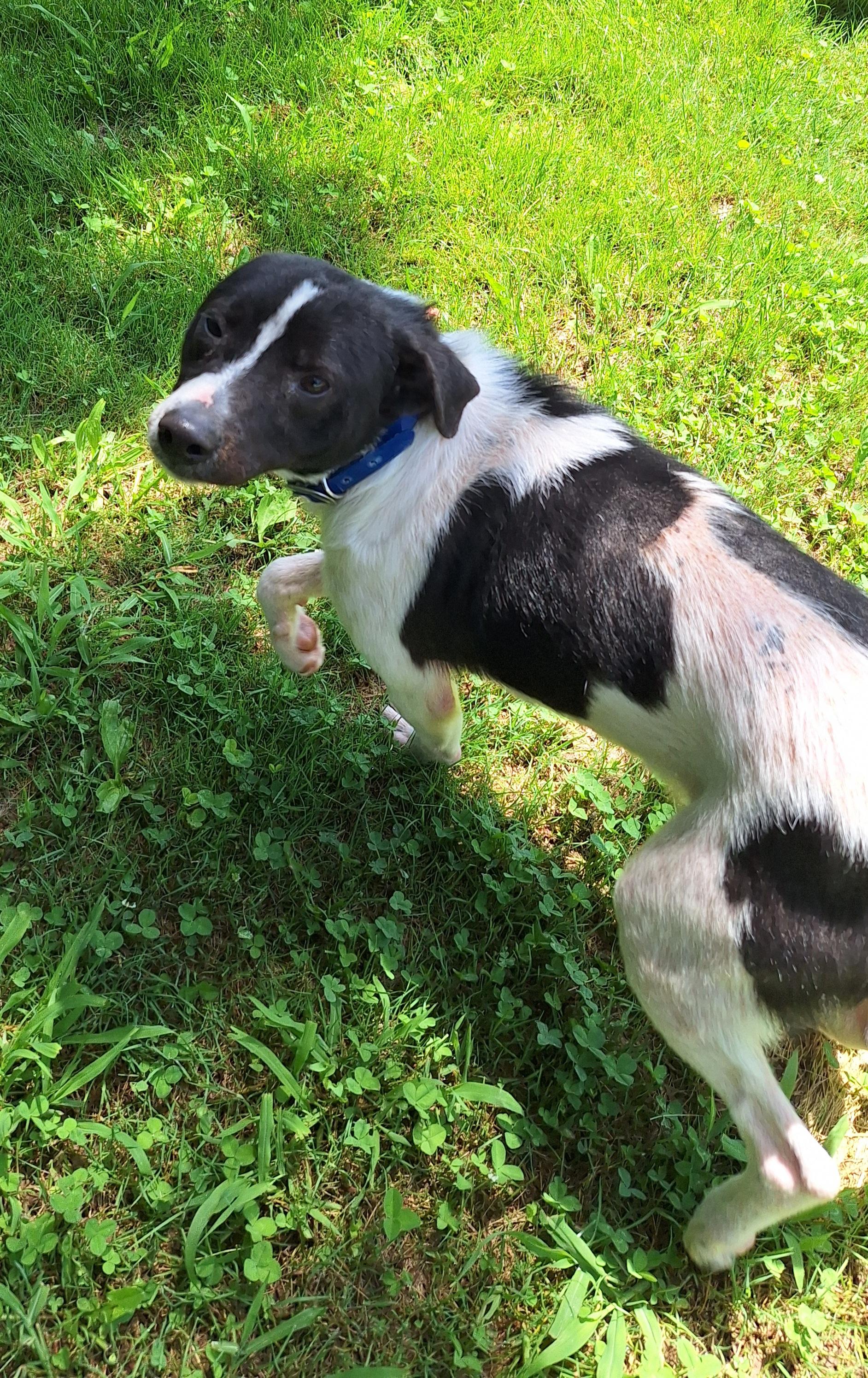 Melvin, a ADOPTABLE Mixed Breed in Stanton, KY image 4/6
