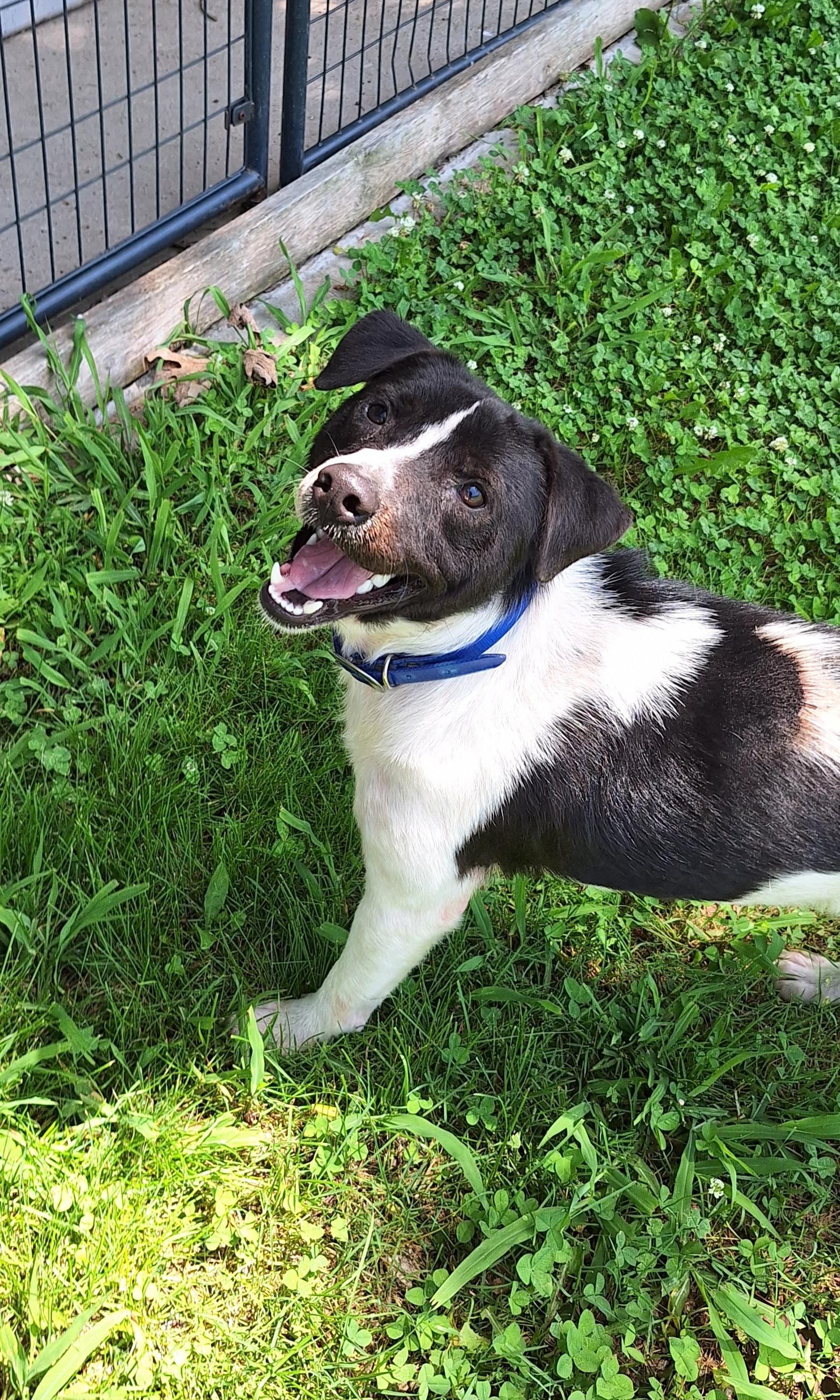 Melvin, a ADOPTABLE Mixed Breed in Stanton, KY image 1/6