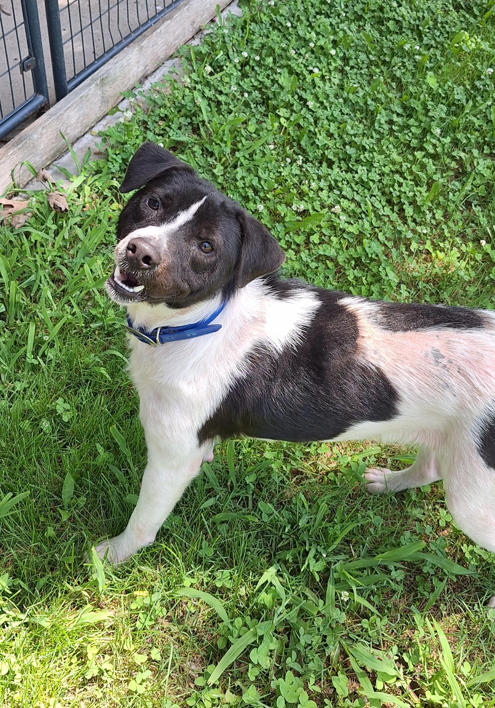 Melvin, a ADOPTABLE Mixed Breed in Stanton, KY image 2/6