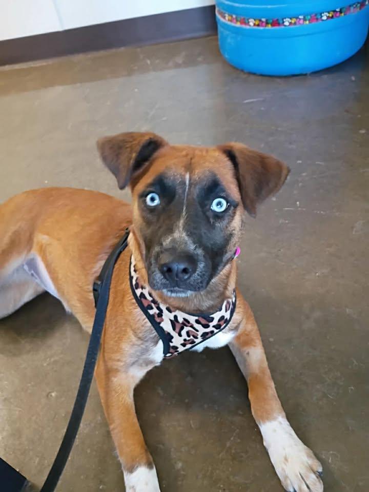 Enlarge Capri, a ADOPTABLE mixed breed in Port Lavaca, TX image 1/6
