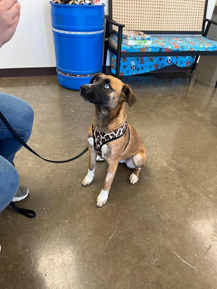 Enlarge Capri, a ADOPTABLE mixed breed in Port Lavaca, TX image 5/6