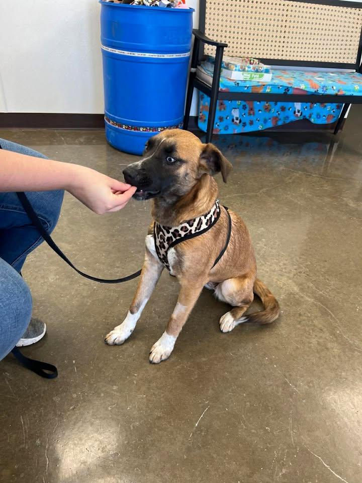 Enlarge Capri, a ADOPTABLE mixed breed in Port Lavaca, TX image 4/6