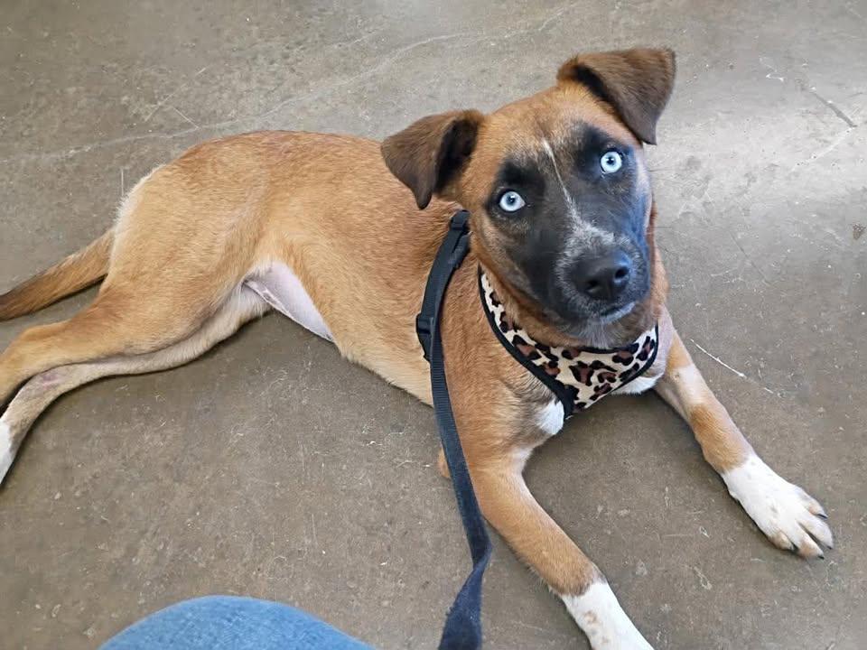 Enlarge Capri, a ADOPTABLE mixed breed in Port Lavaca, TX image 2/6