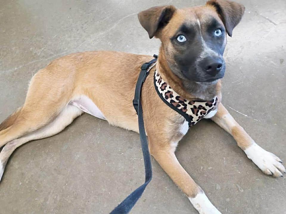 Enlarge Capri, a ADOPTABLE mixed breed in Port Lavaca, TX image 3/6