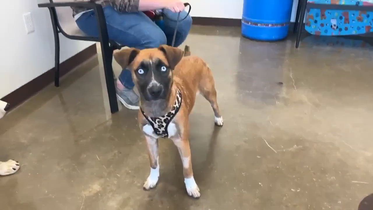 Enlarge Capri, a ADOPTABLE mixed breed in Port Lavaca, TX video 6/6