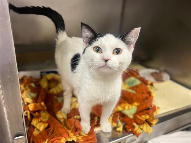 Enlarge MOUSE, a Adoptable Domestic Short Hair in Fort Wayne, IN image 1/1