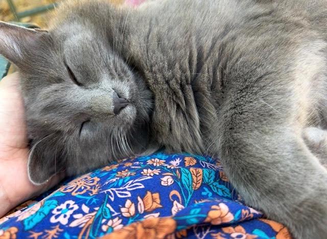 Vivo, Adoptable, Adult Male Domestic Medium Hair & Russian Blue.