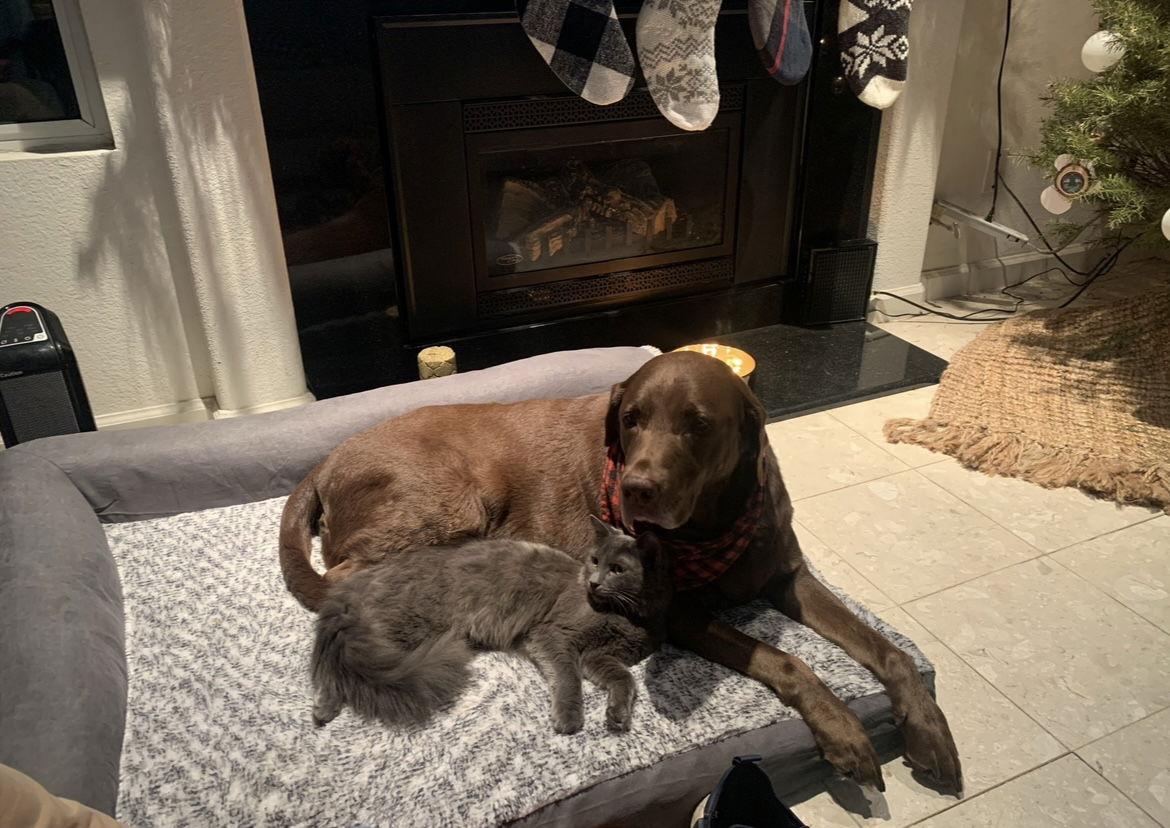 Enlarge Vivo, a Adoptable mixed breed in Woodland, CA image 3/3