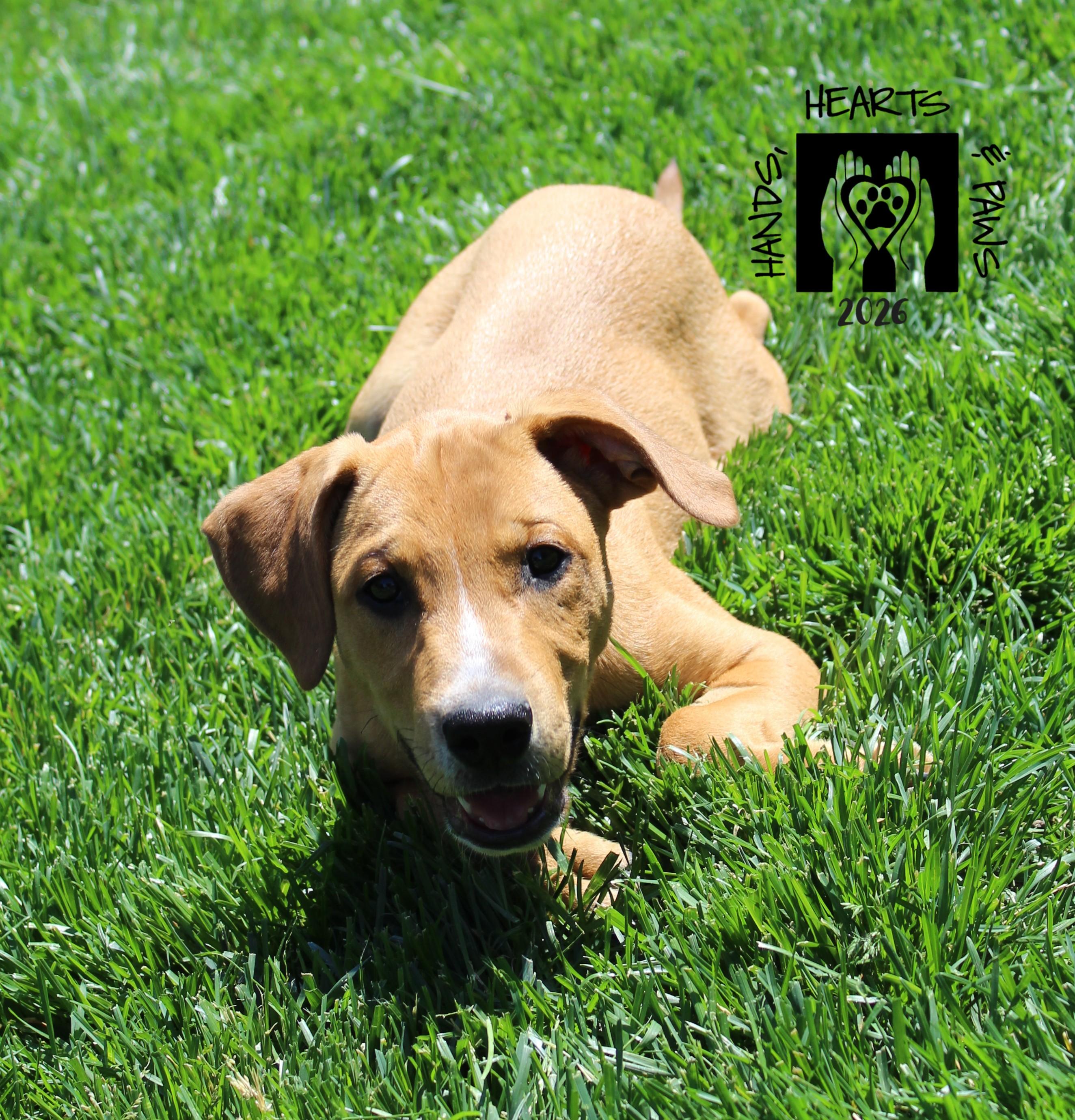 Enlarge Wild Thing, a ADOPTABLE mixed breed in Omaha, NE image 4/5
