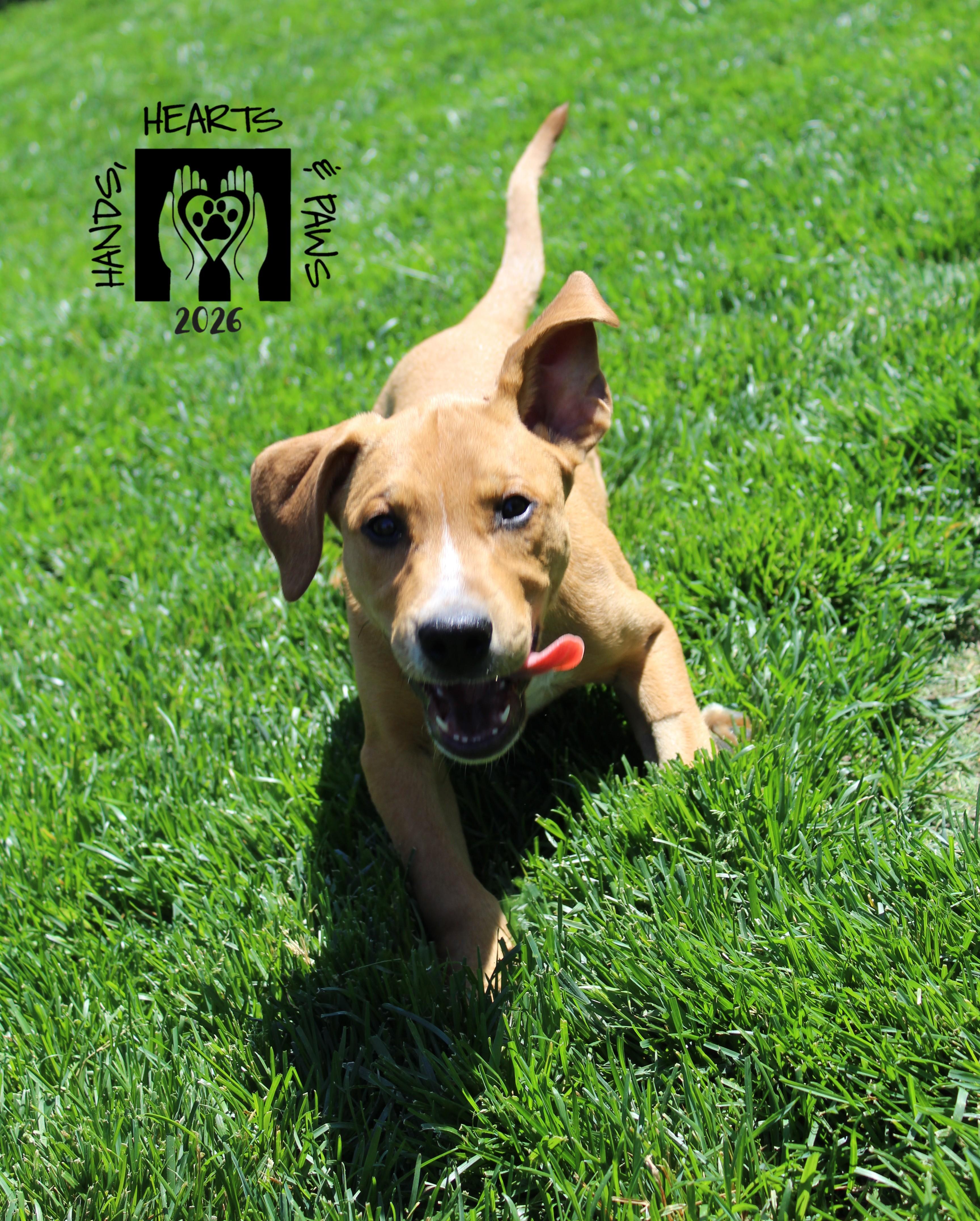 Enlarge Wild Thing, a ADOPTABLE mixed breed in Omaha, NE image 3/5