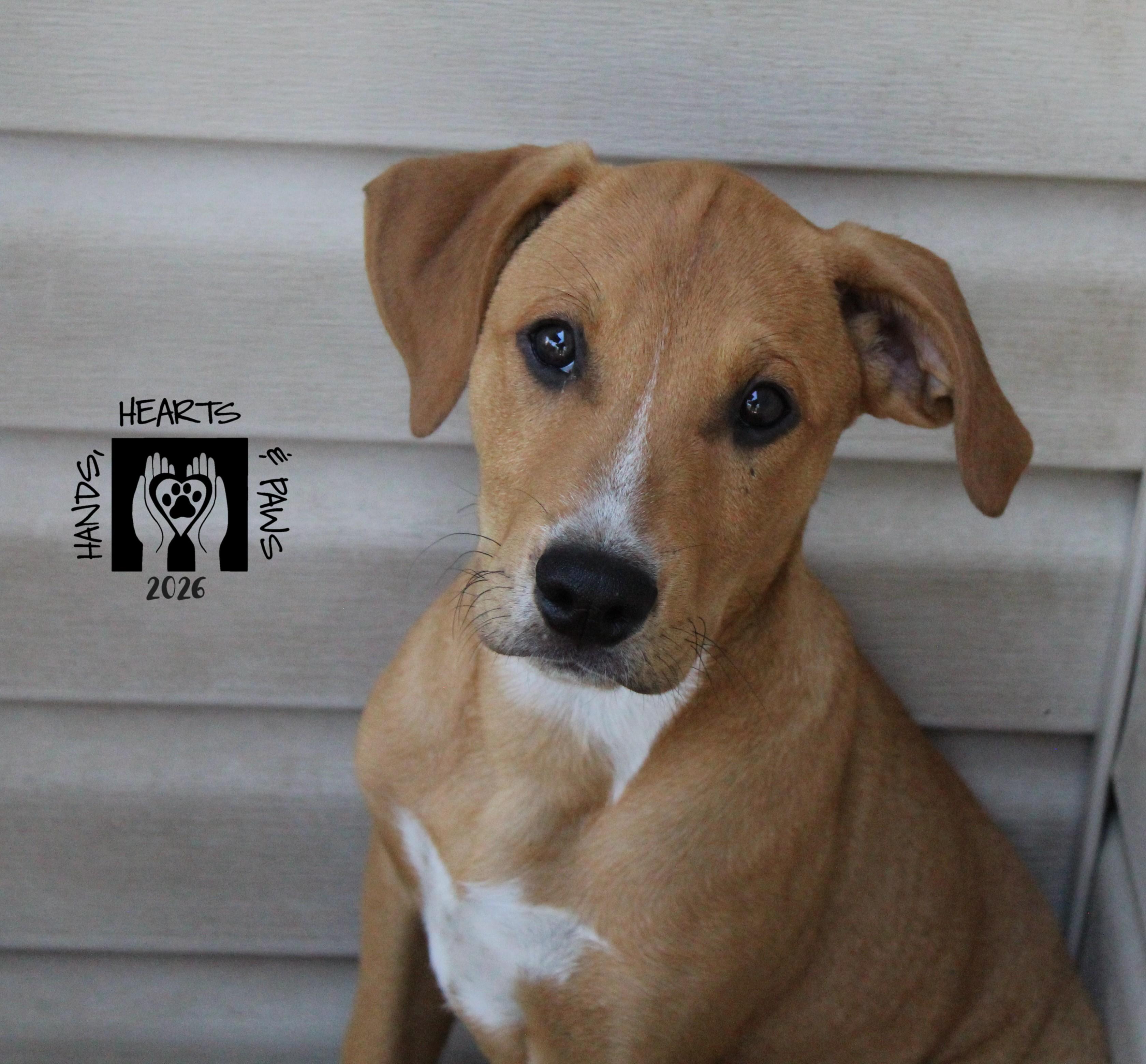 Enlarge Wild Thing, a ADOPTABLE mixed breed in Omaha, NE image 1/5