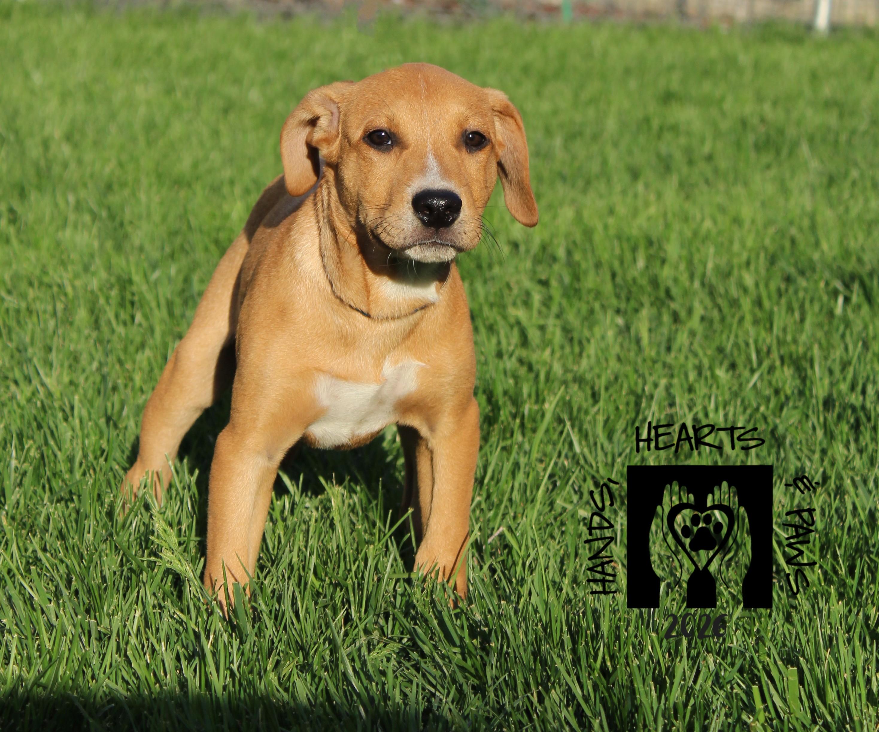Wild Thing, ADOPTABLE, Puppy Male Australian Cattle Dog / Blue Heeler.