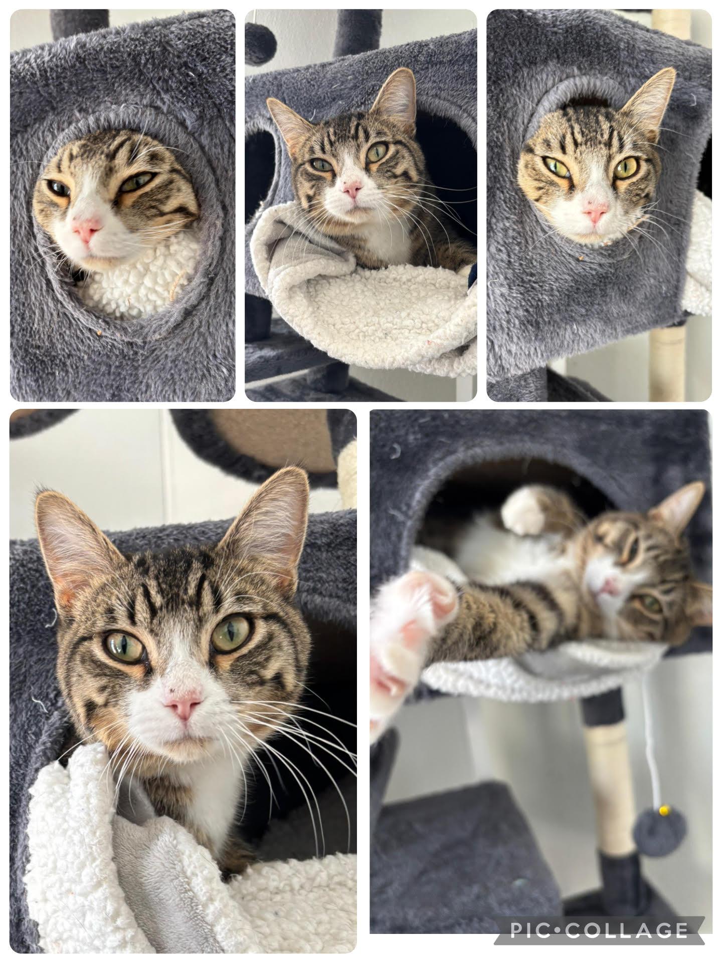 Enlarge Alfred, an adopted Domestic Short Hair in Rock Springs, WY image 1/1