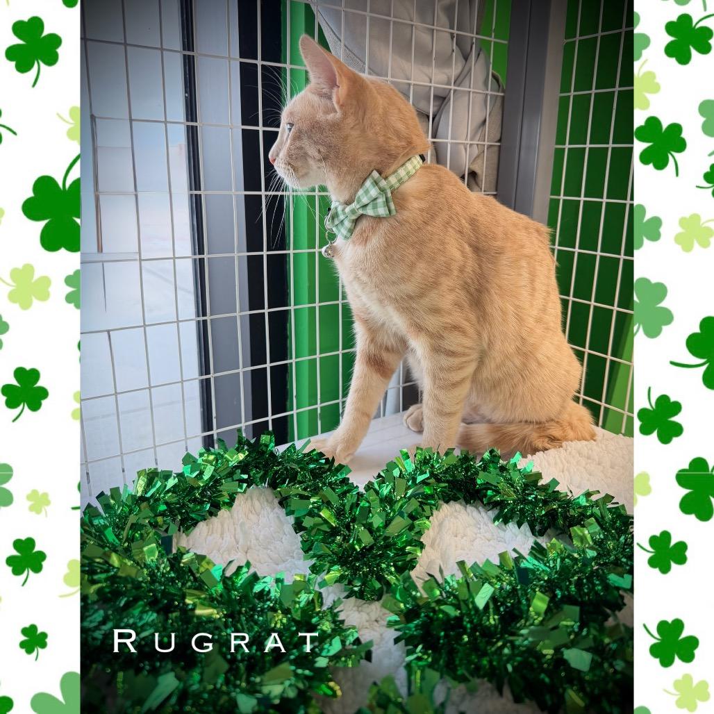 Rugrat, Adoptable, Young Male Domestic Short Hair.