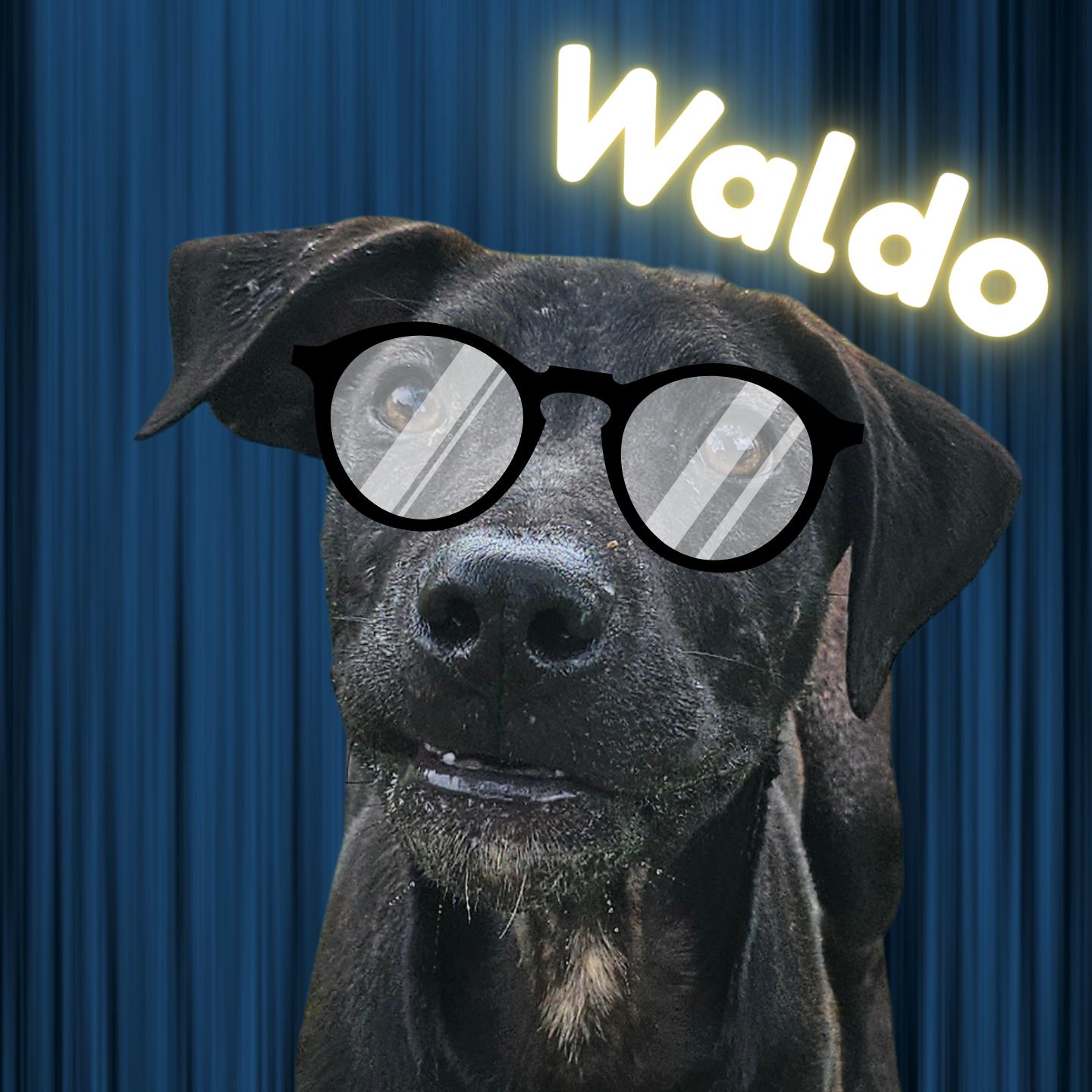 Waldo, adoptable, Adult Male Black Labrador Retriever & Mixed Breed.