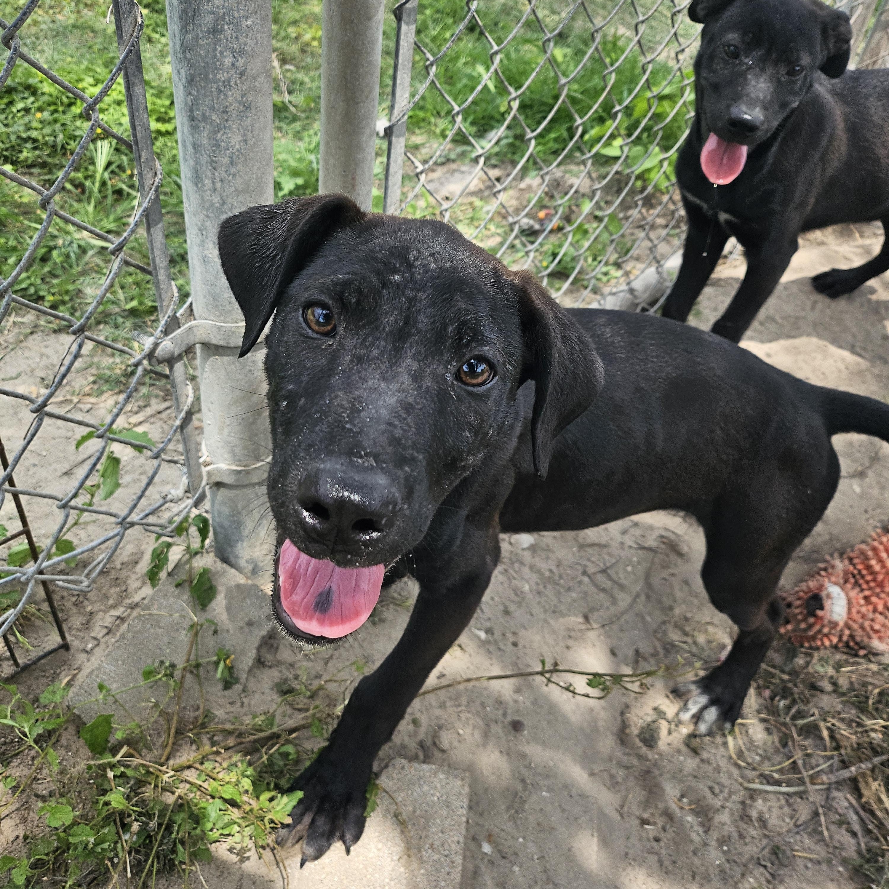Waldo, an adoptable mixed breed in Aransas Pass, TX image 2/3