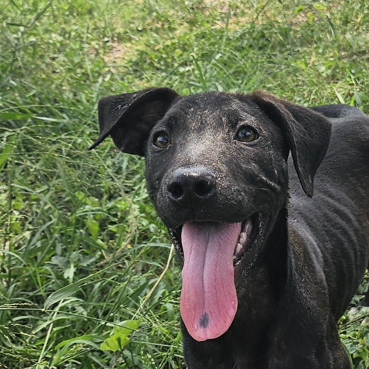 Waldo, an adoptable mixed breed in Aransas Pass, TX image 3/3