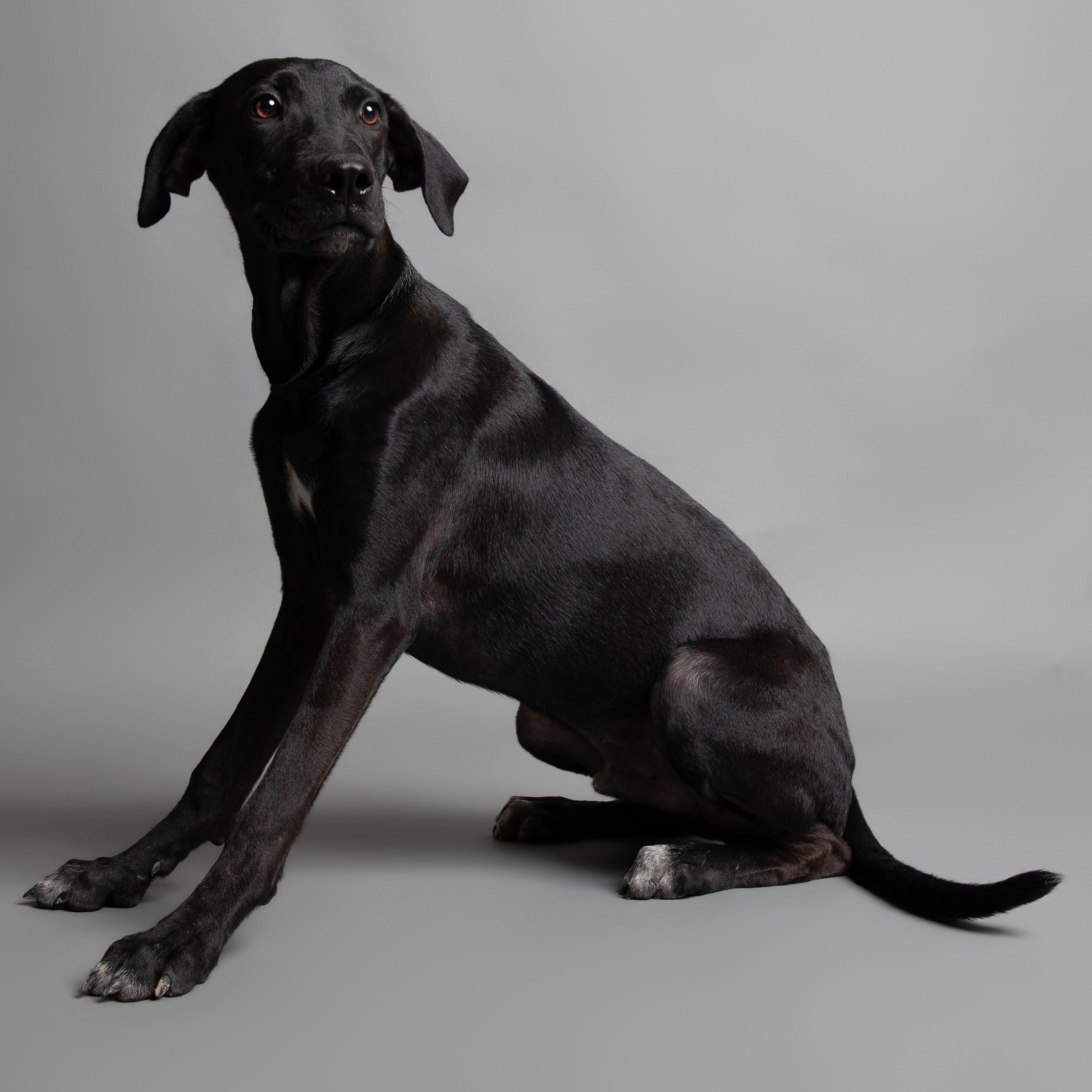 Waldo, adoptable, Adult Male Black Labrador Retriever & Mixed Breed.