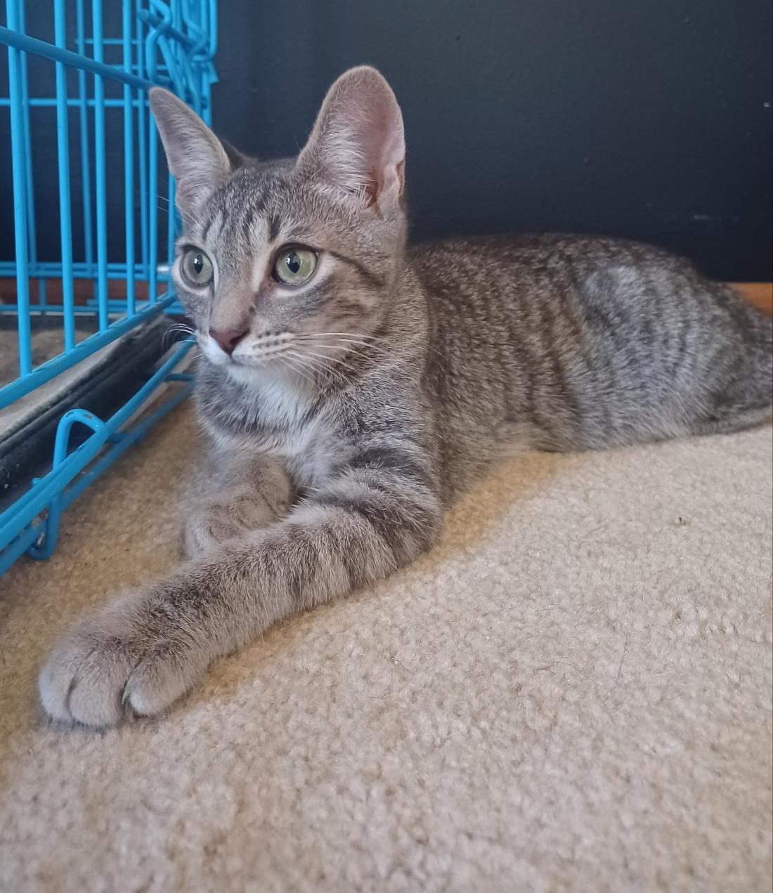 Marshall, Adoptable, Kitten Male Domestic Short Hair.