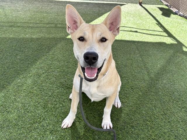 TIKI, Adoptable, Young Male German Shepherd Dog & Mixed Breed.