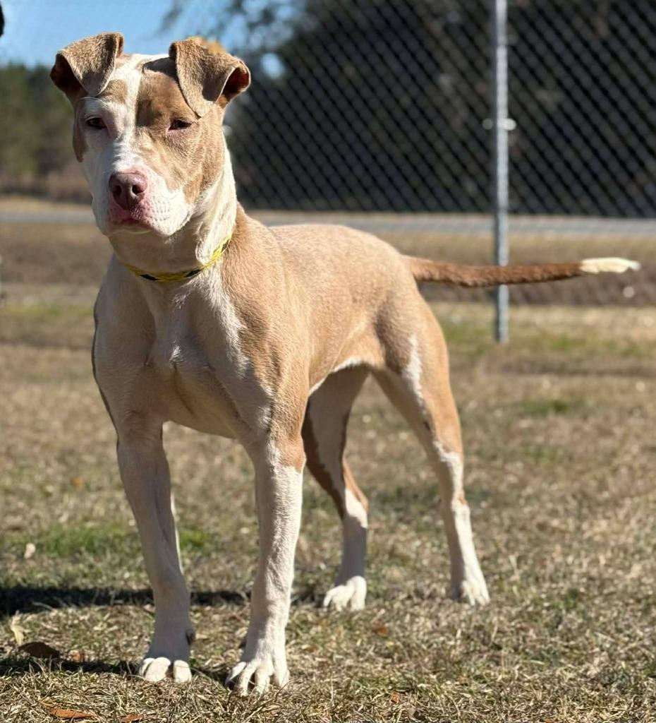 Lilith, Adoptable, Young Female Mixed Breed.