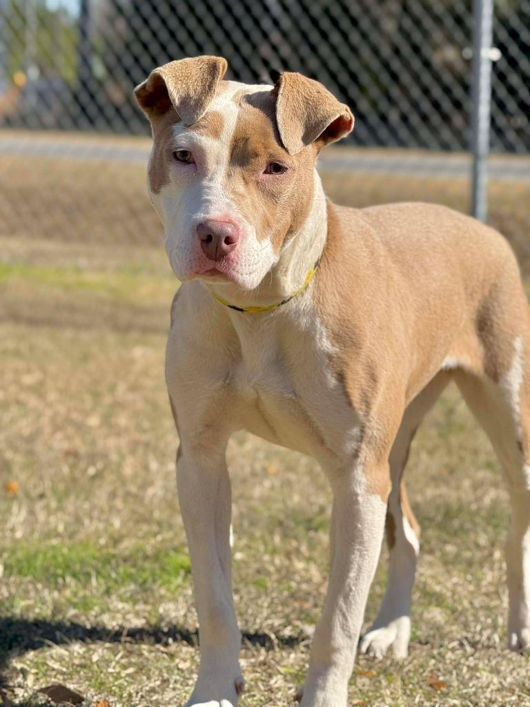 Enlarge Lilith, a Adoptable mixed breed in Kingsland, GA image 2/2