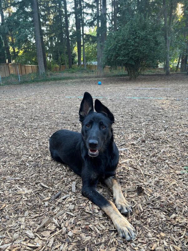 Enlarge Kiona, a Adoptable mixed breed in renton, WA image 4/6
