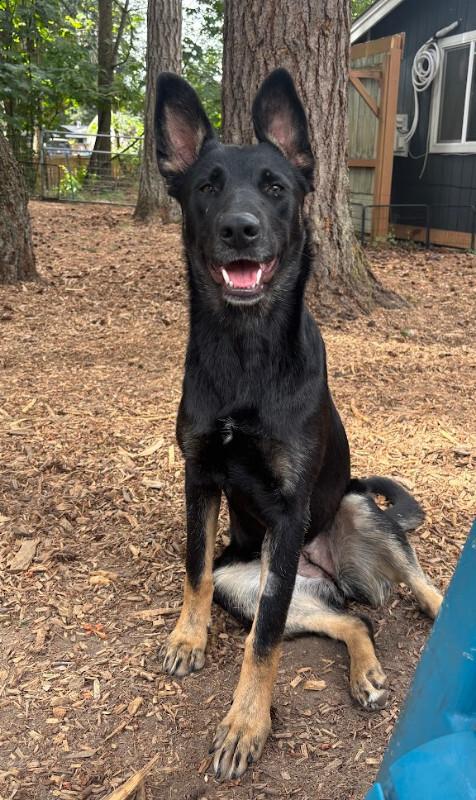 Enlarge Kiona, a Adoptable mixed breed in renton, WA image 5/6