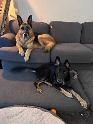 Enlarge Kiona, a Adoptable mixed breed in renton, WA image 2/6
