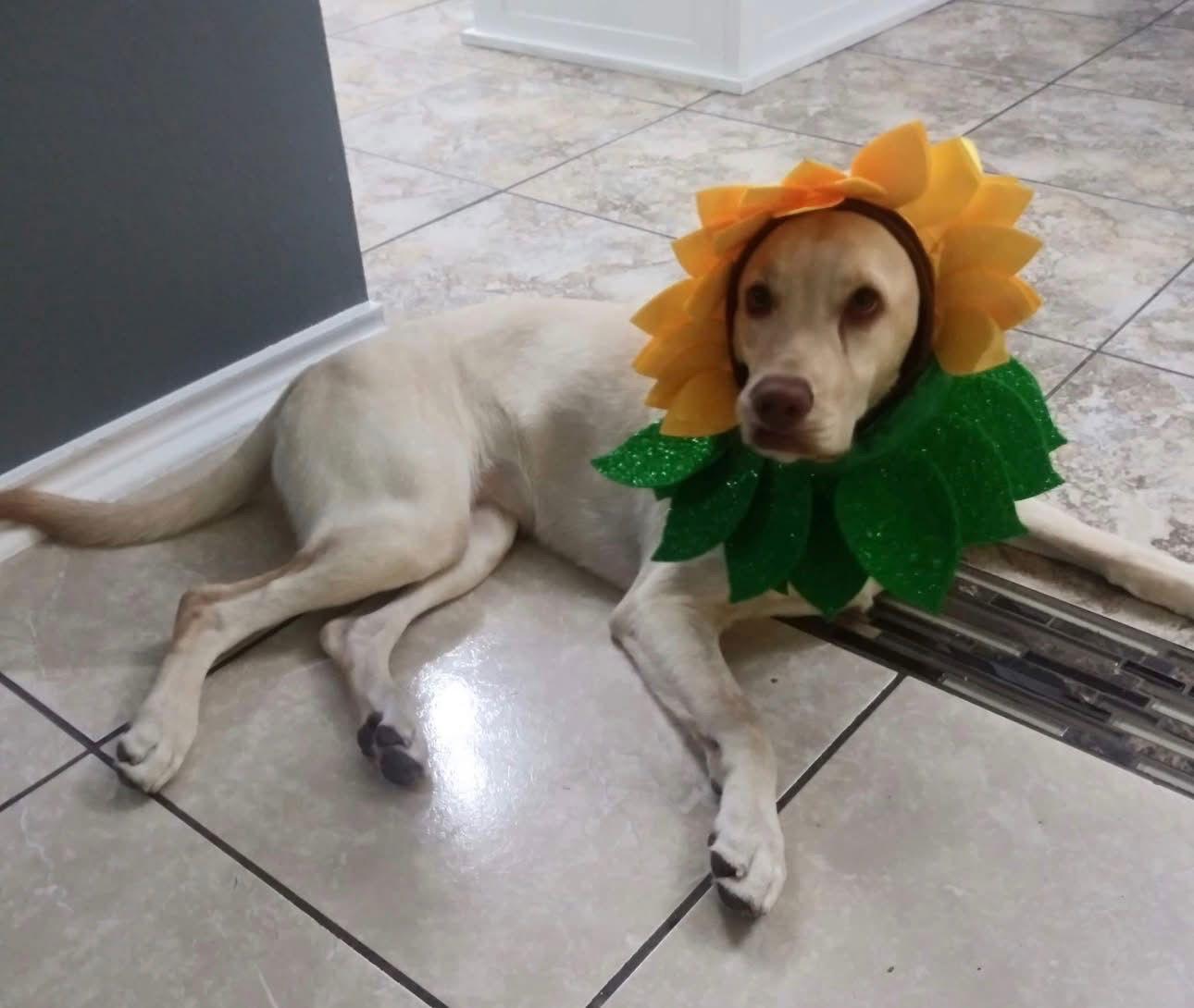 Lunaria, Adoptable, Adult Female Labrador Retriever.