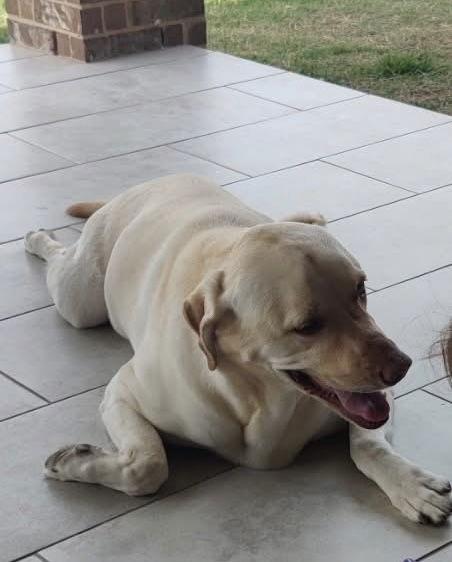 Enlarge Lunaria, a Adoptable Labrador Retriever in Denton, TX image 2/3