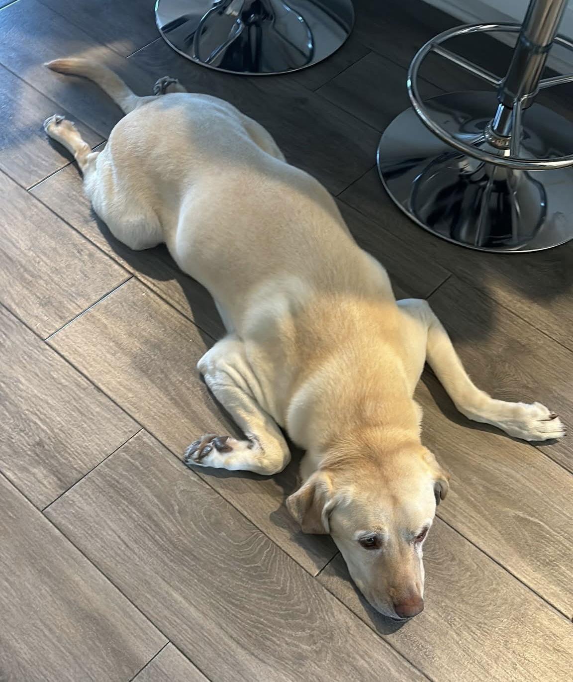 Enlarge Lunaria, a Adoptable Labrador Retriever in Denton, TX image 3/3