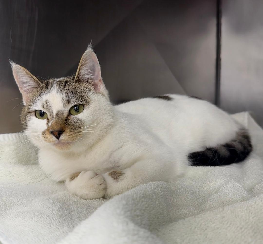 Enlarge Kami, a ADOPTABLE Domestic Short Hair in Mount Vernon, OH image 2/2