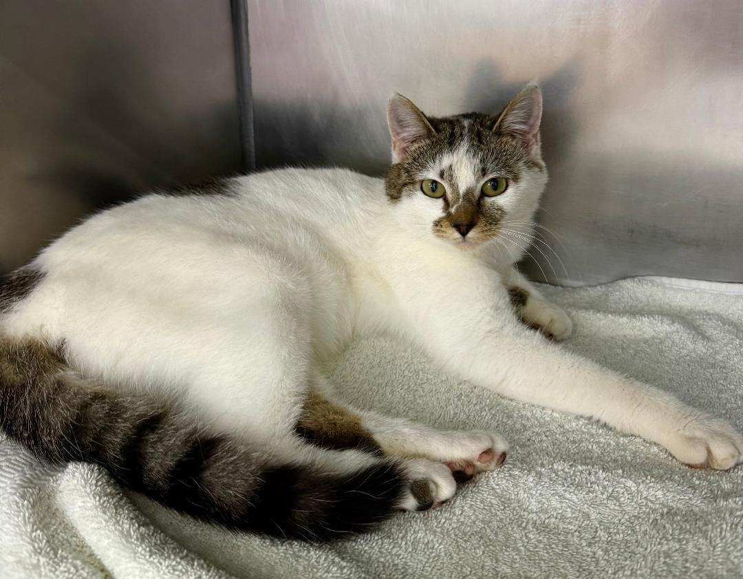 Enlarge Kami, a ADOPTABLE Domestic Short Hair in Mount Vernon, OH image 1/2