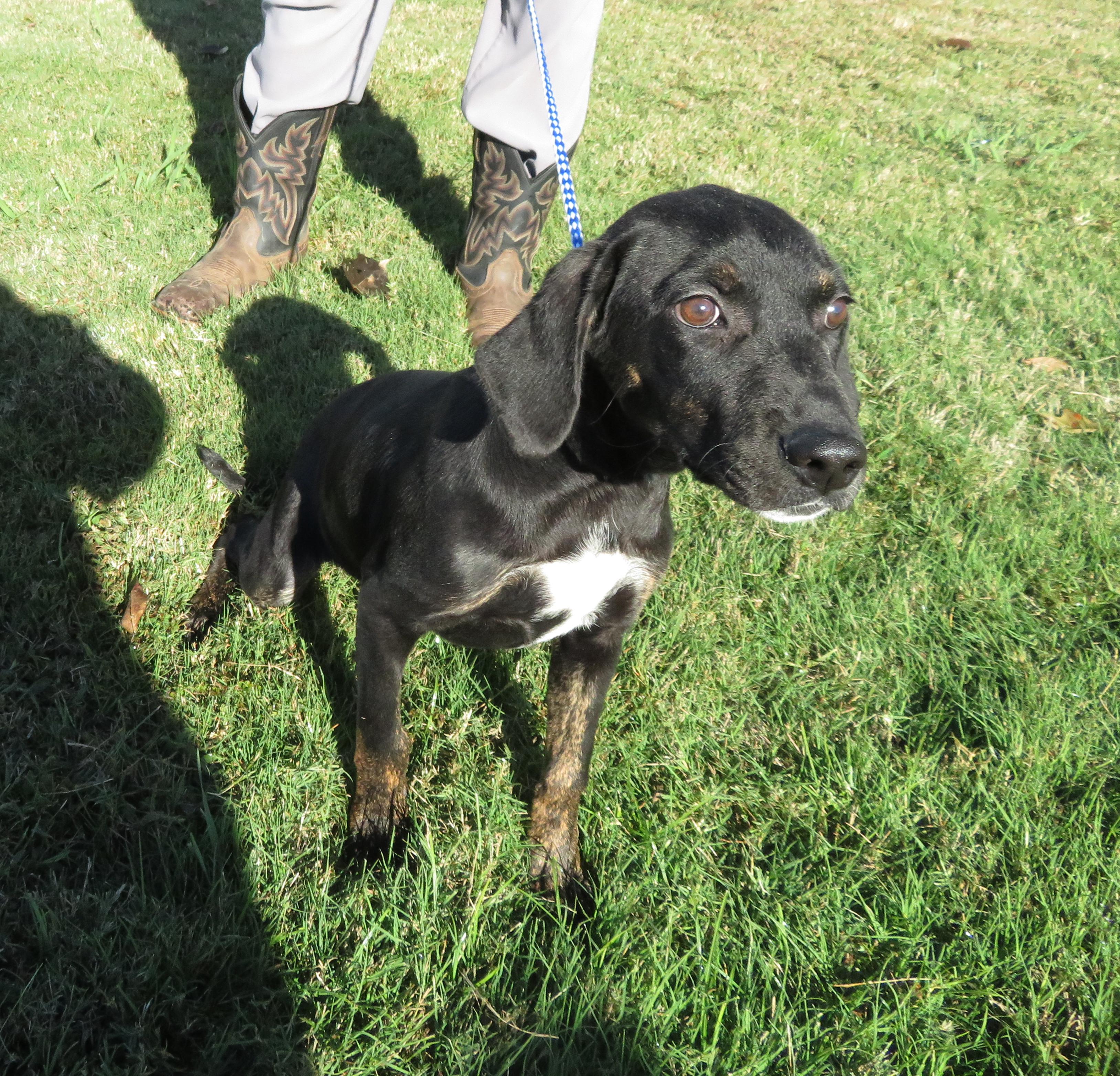 Miley, Adoptable, Puppy Female Labrador Retriever.