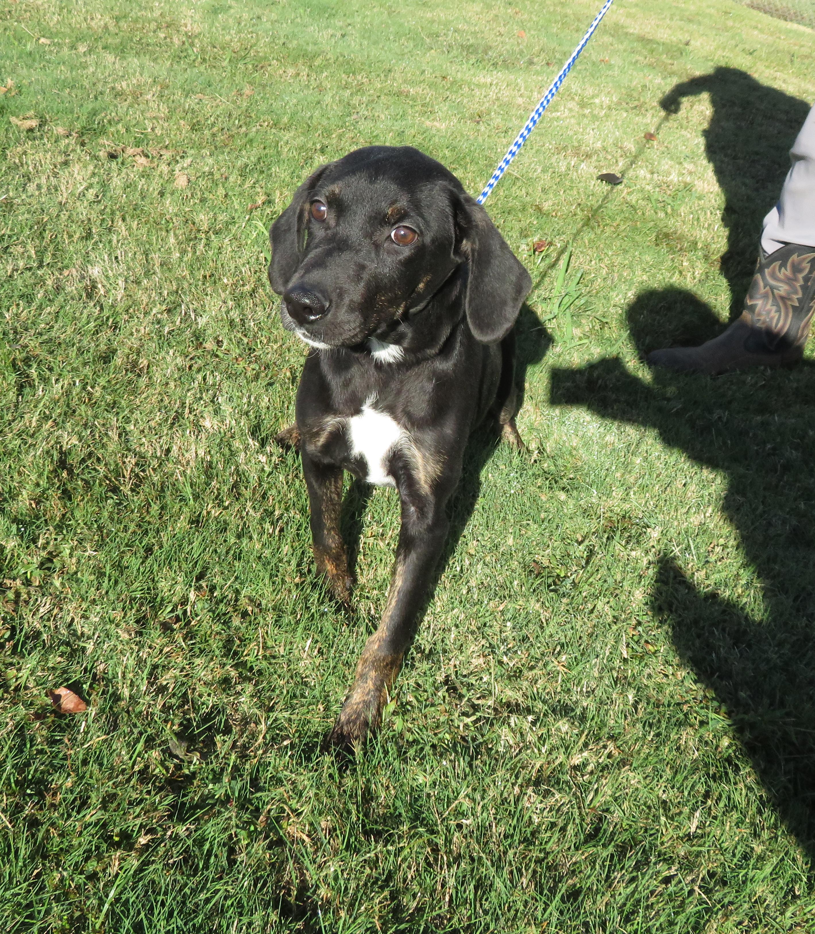 Miley, a Adoptable mixed breed in Nesbit, MS image 3/3