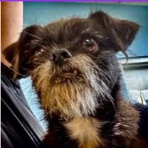 Rayne, Adoptable, Adult Male Terrier.