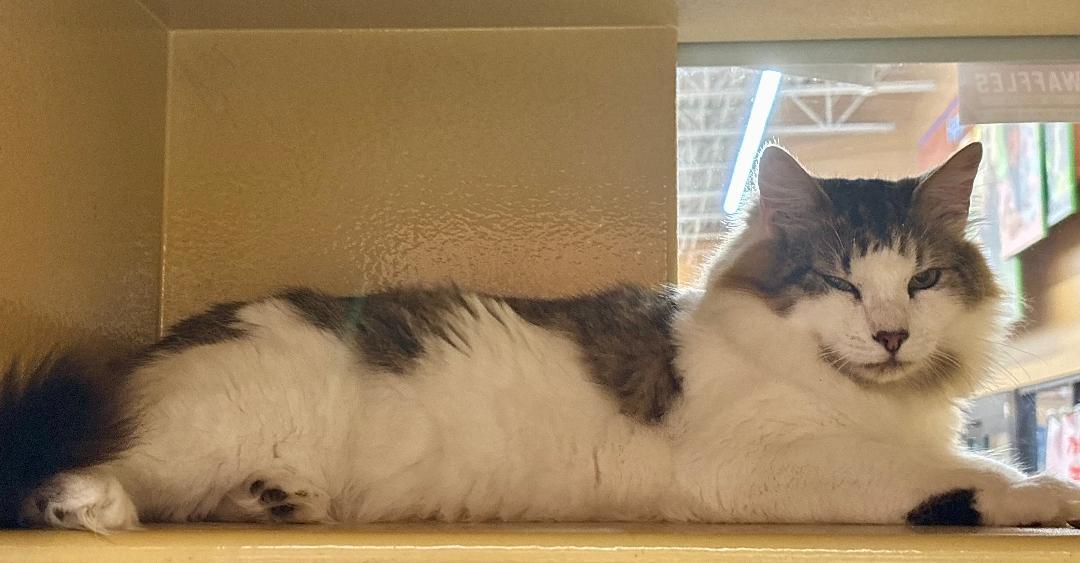 Enlarge Fluffy-10/7/26, a Adopted mixed breed in Lambertville, NJ image 2/3