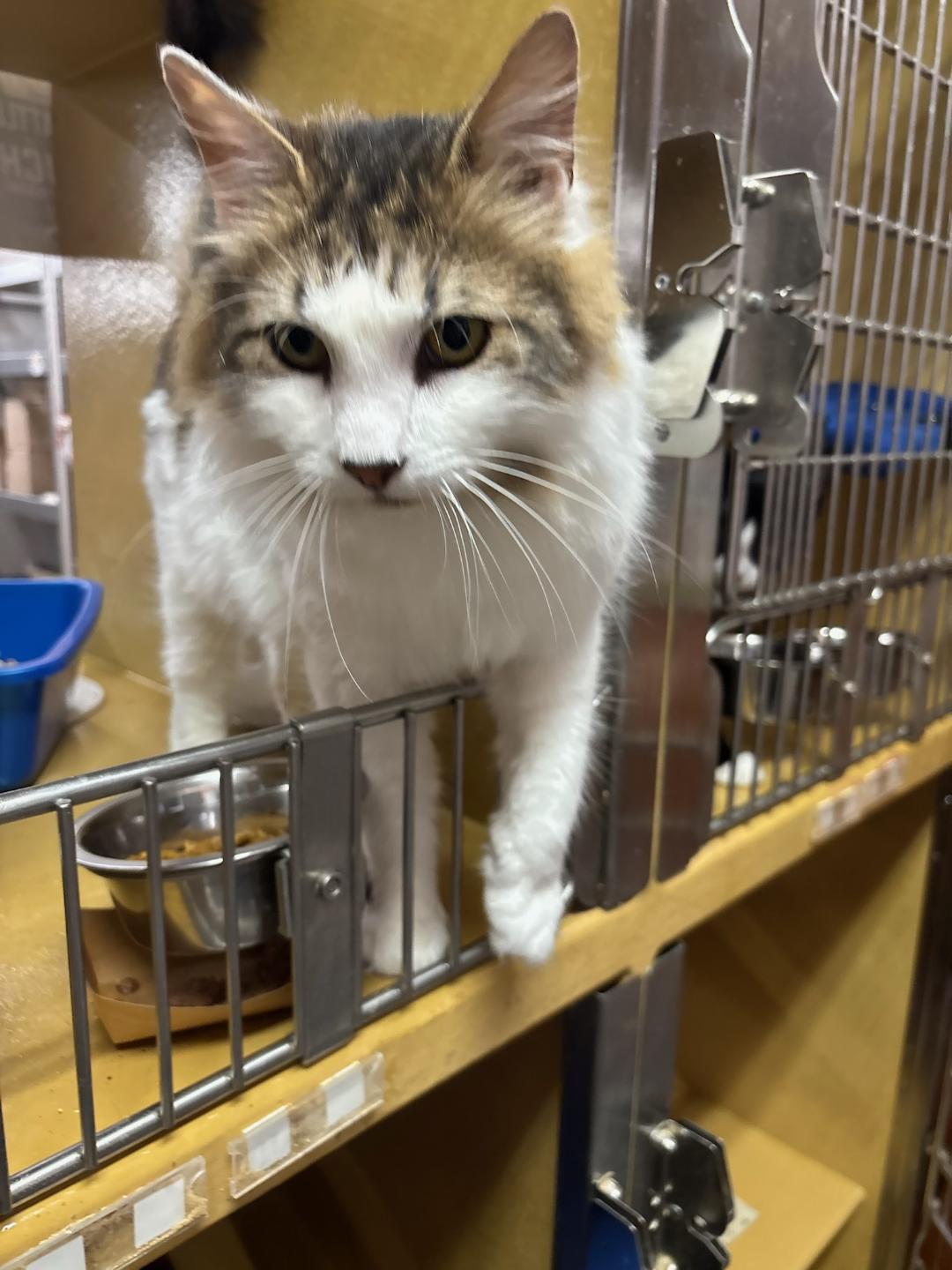 Enlarge Fluffy-10/7/26, a Adopted mixed breed in Lambertville, NJ image 3/3